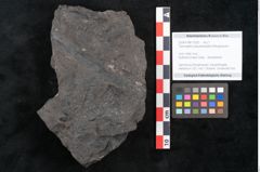 Foto (Objekt + Etikett) von Taeniopteris pseudosimplex Ettingshausen (NHMW-GEO-2024-0188-10292)